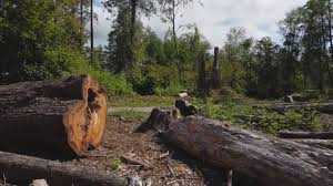 Best Stump Grinding and Removal  in Salyersville, KY