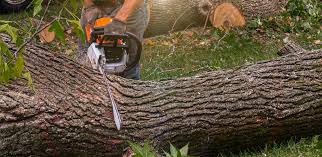 Best Emergency Tree Removal  in Salyersville, KY