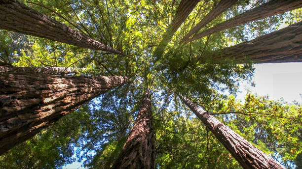 Reliable Salyersville, KY Tree Services Solutions