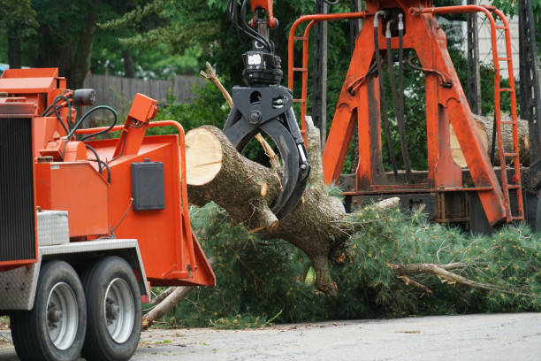 Best Fruit Tree Pruning  in Salyersville, KY