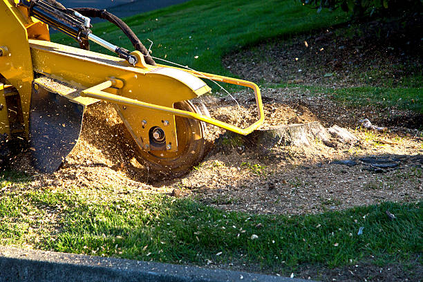 Best Organic Lawn Care Solutions  in Salyersville, KY
